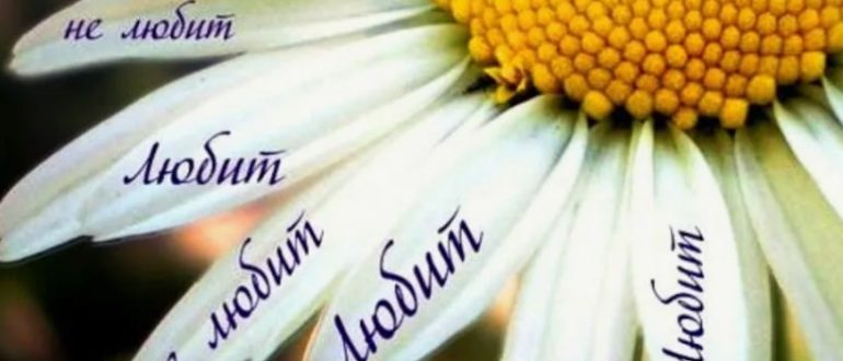 Гадание на ромашке «любит не любит»: история, смысл и современные версии